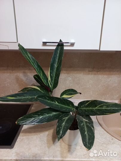 Маранты, строманта