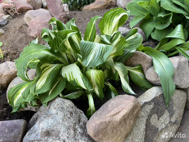 Хоста растение