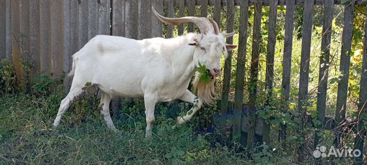 Зааненские козы