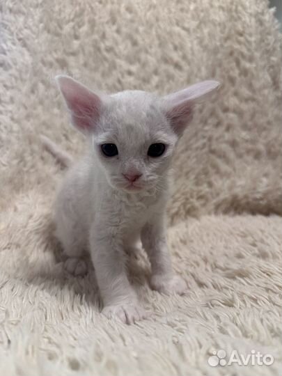 Британские котята