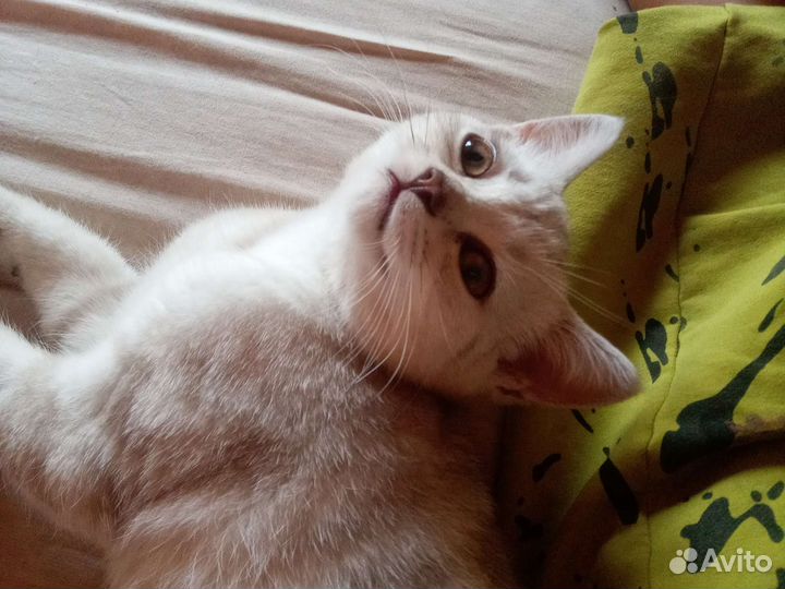Котёнок