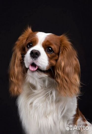 Кавалер Кинг Чарльз Спаниель вязка