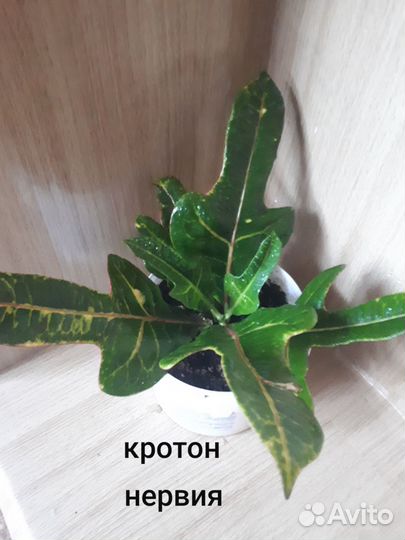 Комнатные растения