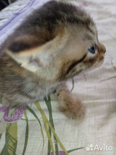 Бесплатно котят