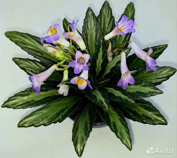Примулина(хирита)