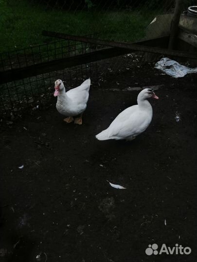 Индоутки гримо