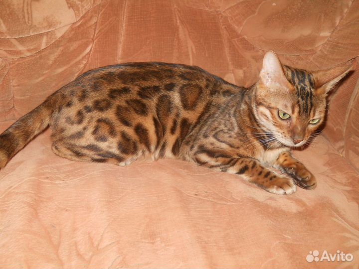Бенгальские котята