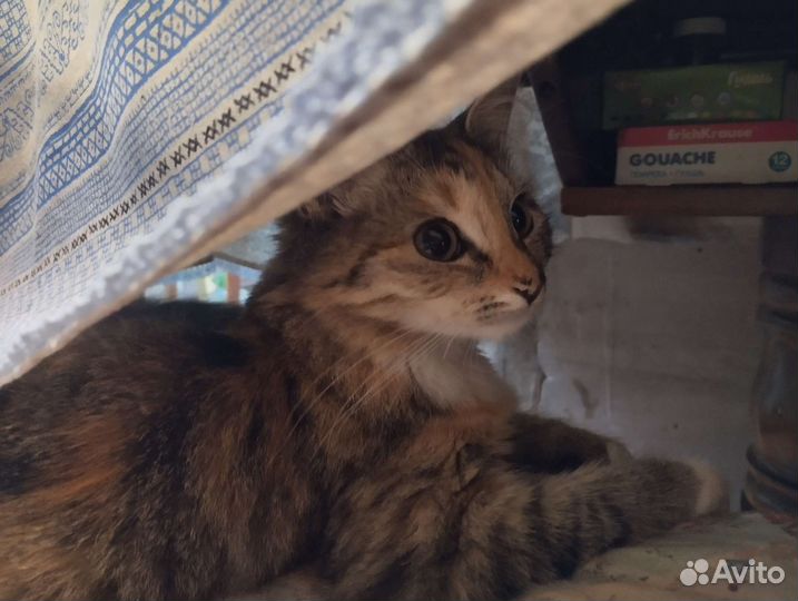 Кошечки трёхцветные 4 месяца