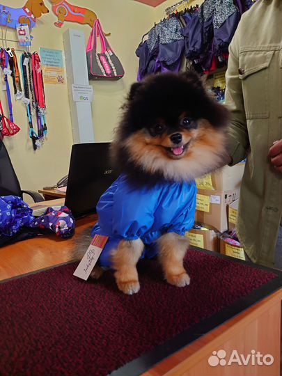 Магазин Дог Ленд Одежда и Обувь для собак