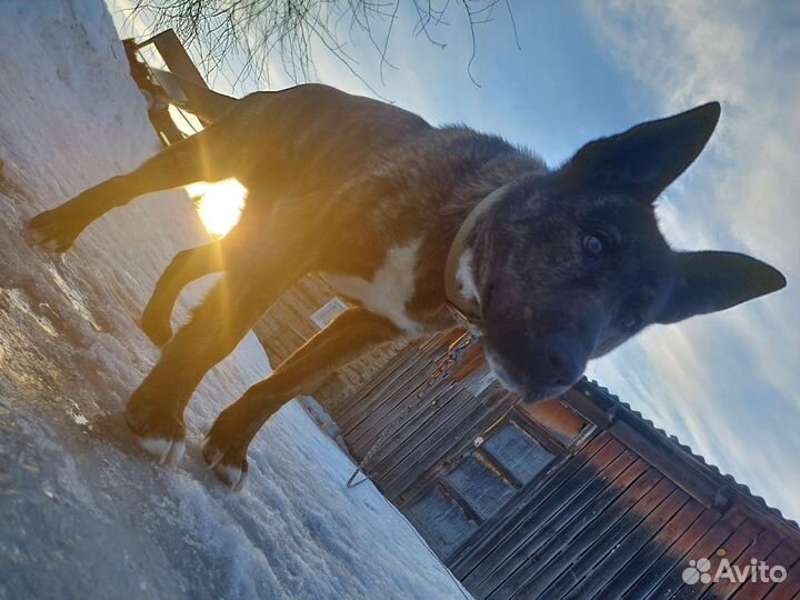 Собака в добрые руки щенок