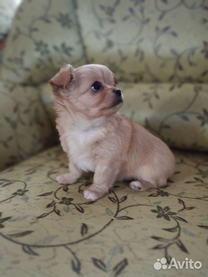 Щенки чихуахуа