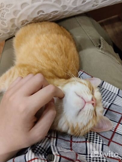 Безумно ласковый кот ищет дом