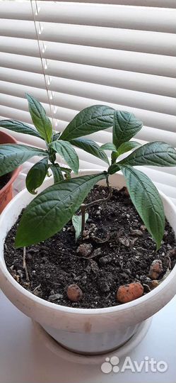 Пахистахис