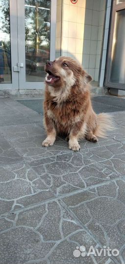 Собачки Рыжульки