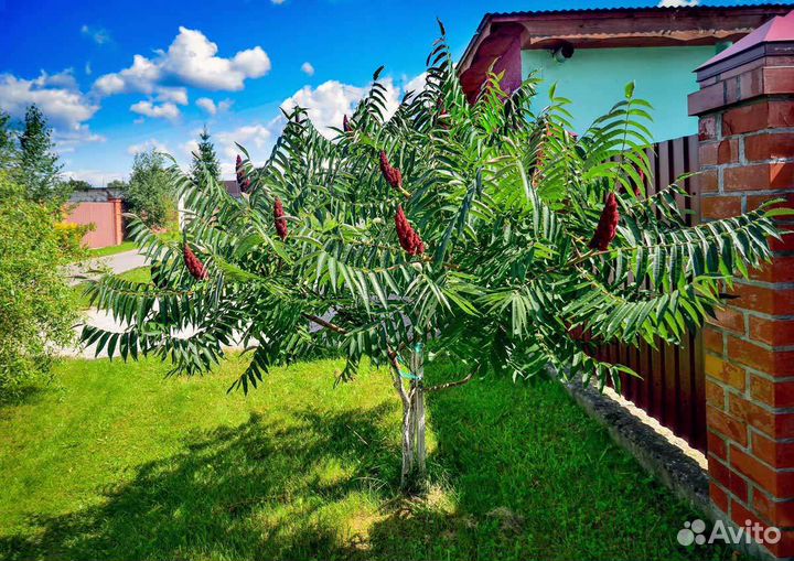 Саженцы сумах