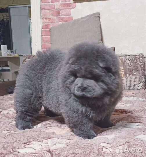 Чау-чау