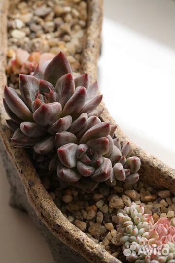 Суккуленты, коллекционные экземпляры