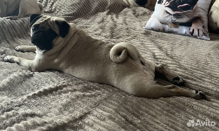 Вязка мопс девочка