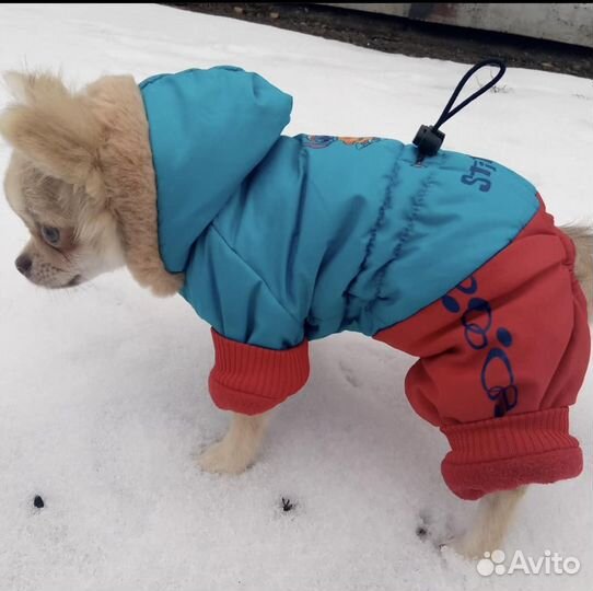Одежда для маленьких пород собак