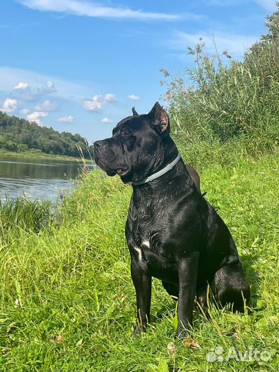 Щенки Питбуль - Прайтера