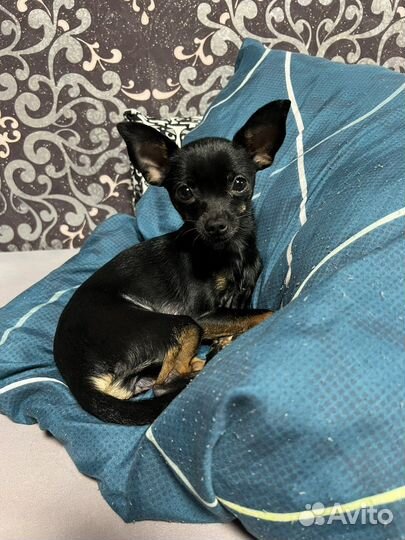 Той-терьер щенки