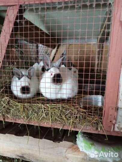 Калифорнийские кролики