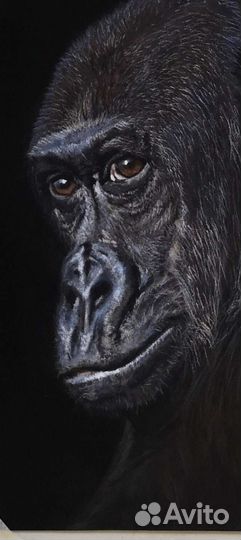 Картина Горилла сухая пастель