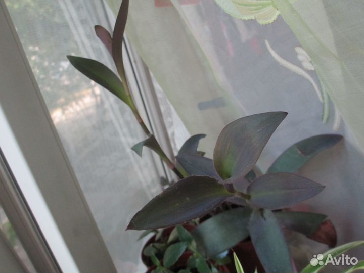 Распродаю домашние растения