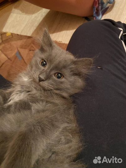 Котята бесплатно