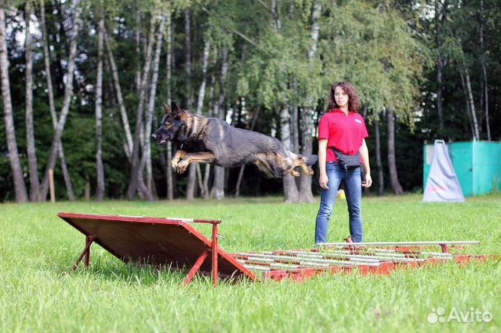 Кобель немецкой овчарки для вязки