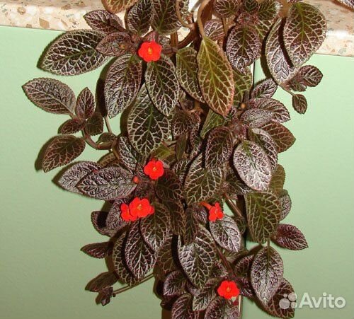 Цветы эписция