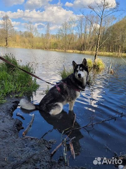 Выгулять собаку