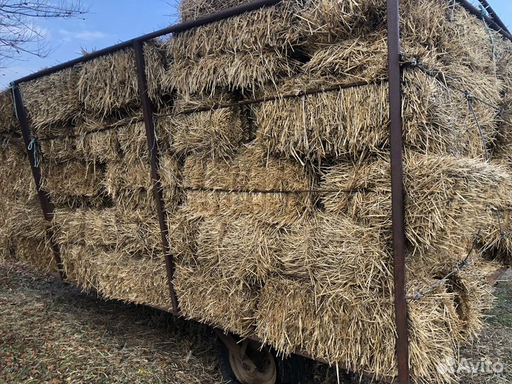 Солома пшеничная в тюках