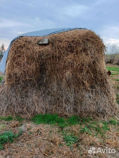 Продам сено