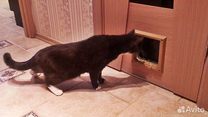 Котодвери. Дверцы (Дверца) для кошек
