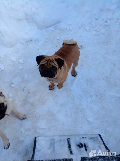 Вязка кобелями мопса