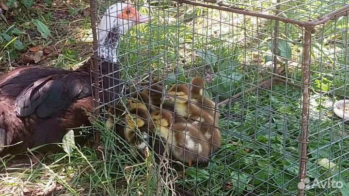 Утки и кролики