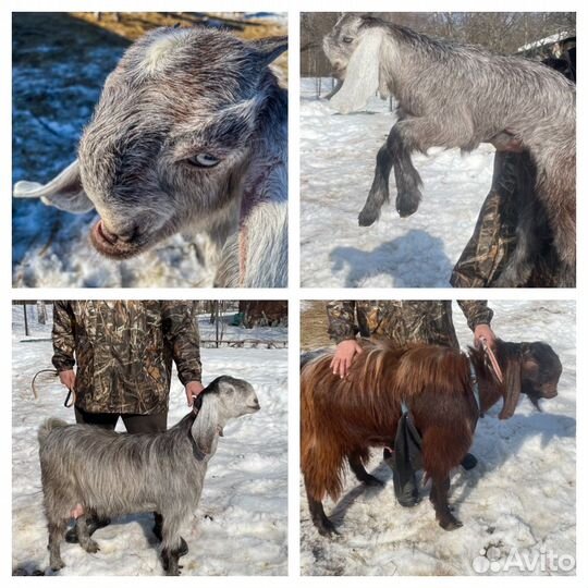 Козы шами 100%