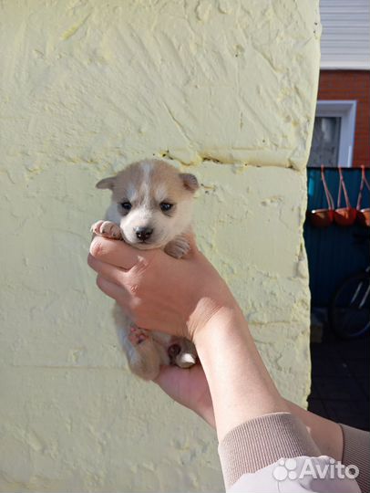 В добрые руки