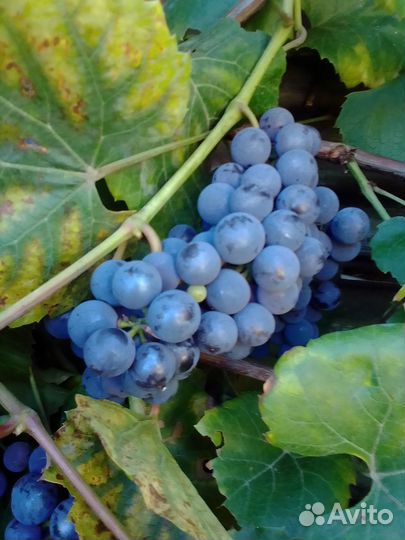Виноград изобелла