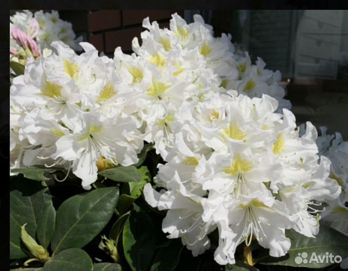 Рододендрон Каннингемс white