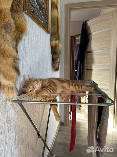 Шотландский кот вязка