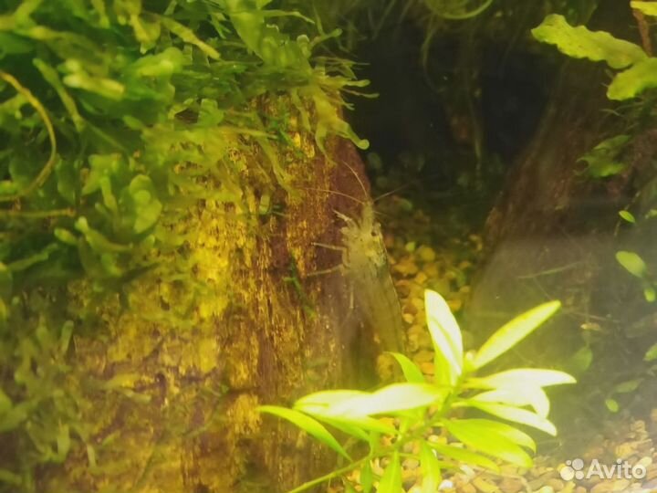 Креветочник