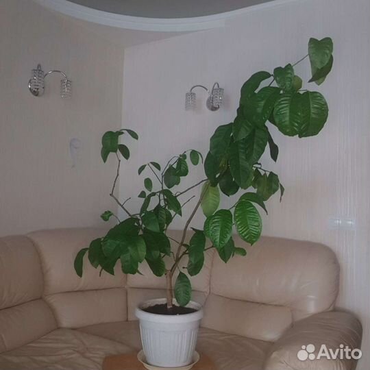 Лимон Павловский