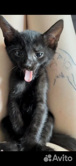 Котята бесплатно