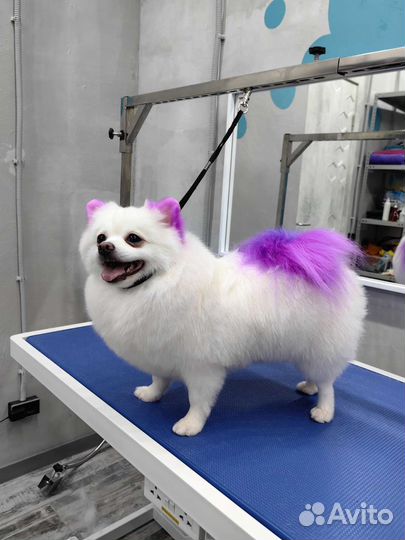 Грумер, Груминг (стрижка) собак и кошек