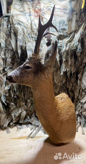 Чучело косули