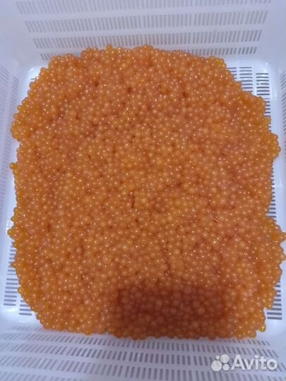 Икра кеты 2023 Качество