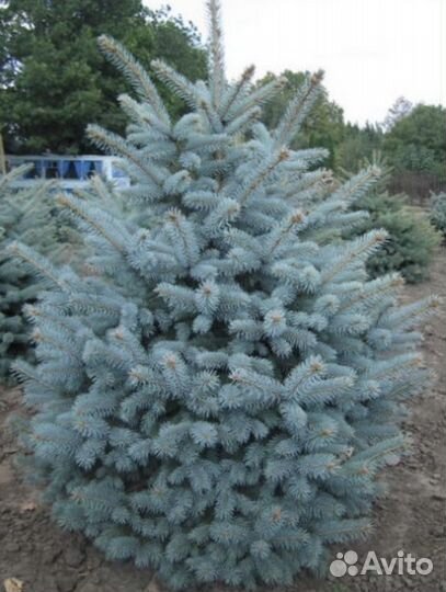 Ель голубая