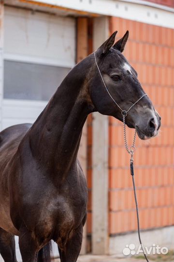 Великолепный ахалтекинец для случки